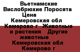 Вьетнамские Вислобрюхие Поросята › Цена ­ 4 000 - Кемеровская обл., Кемерово г. Животные и растения » Другие животные   . Кемеровская обл.,Кемерово г.